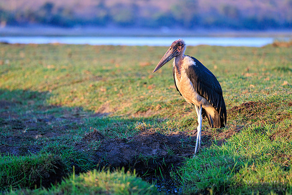 Marabou Stork