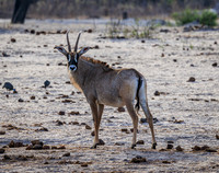 Roan Antelope