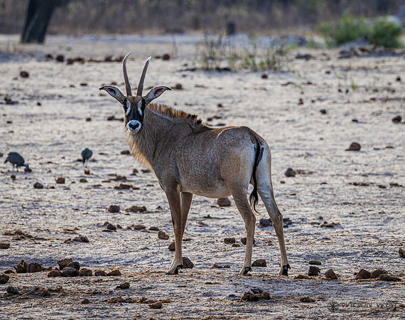 Roan Antelope