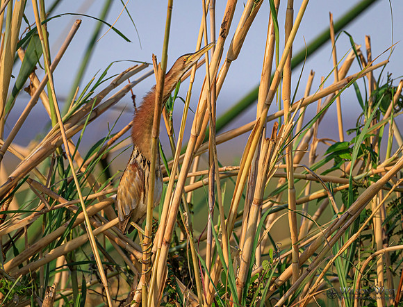 Little Bittern