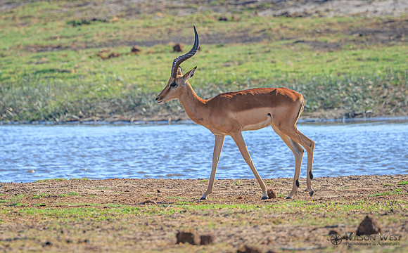 Impala