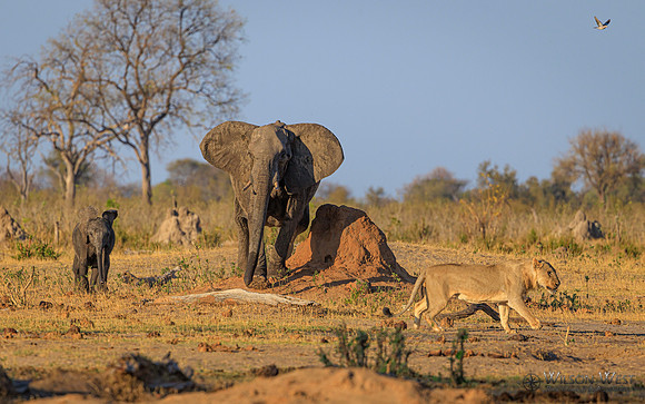 Lion, Elephant