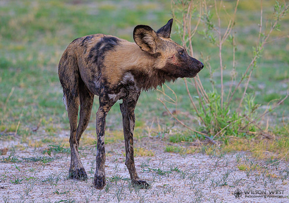African Wild Dog
