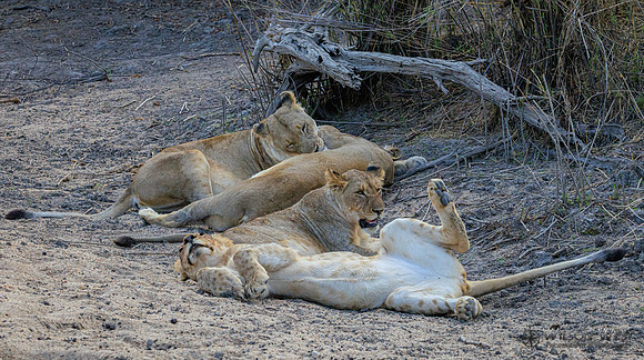 Lion