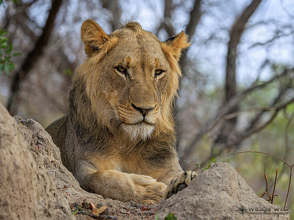 Lion