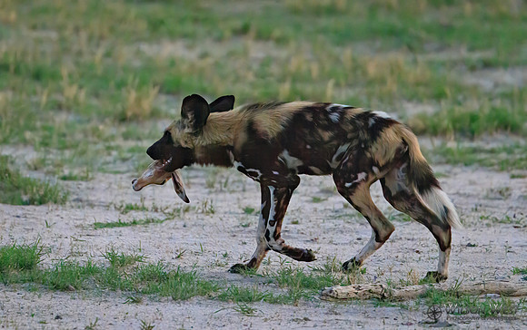 African Wild Dog