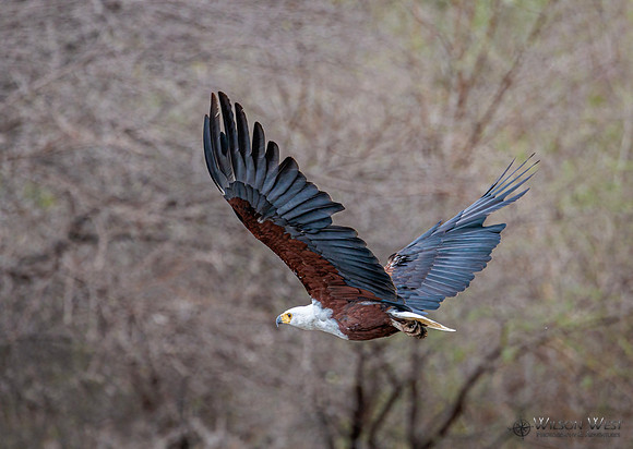 African Fish Eagle