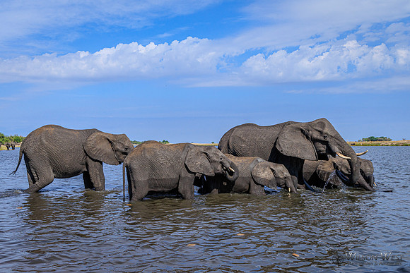 Elephant