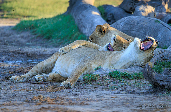 Lion