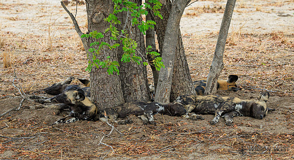 African Wild Dog