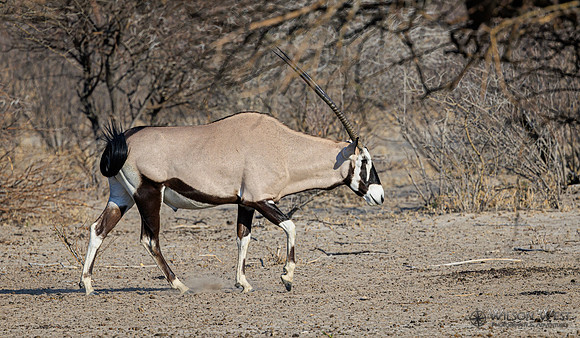 Oryx