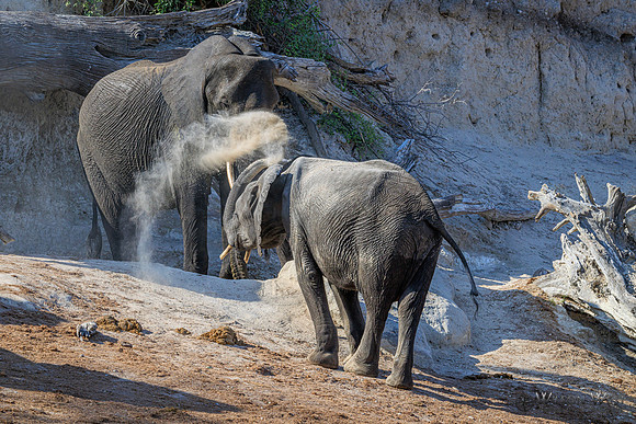 Elephant