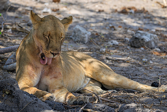 Lion