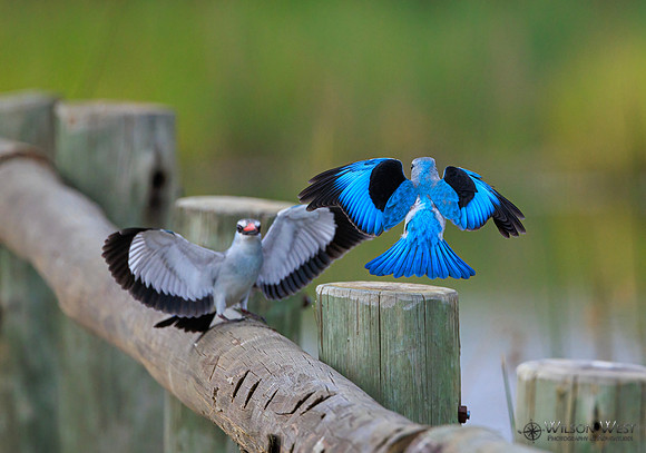 Woodland Kingfisher