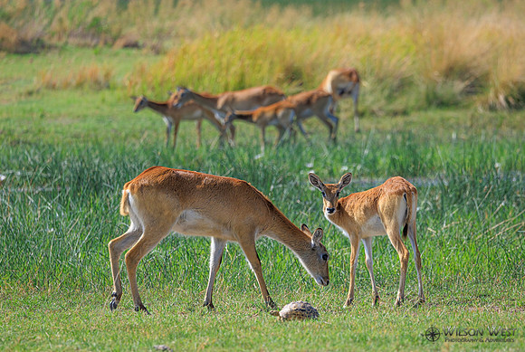 Red Lechwe