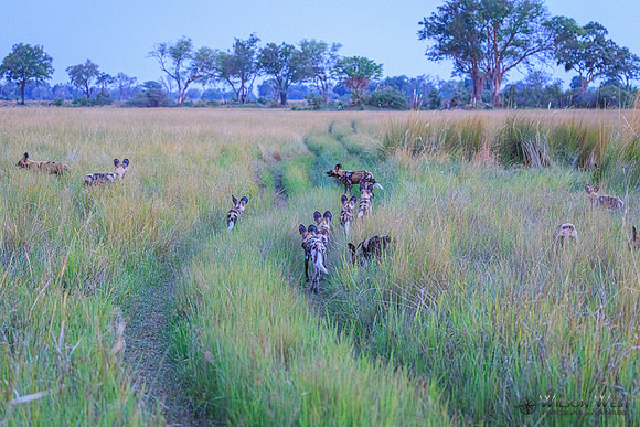 African Wild Dog