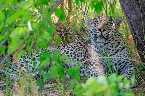 Leopard