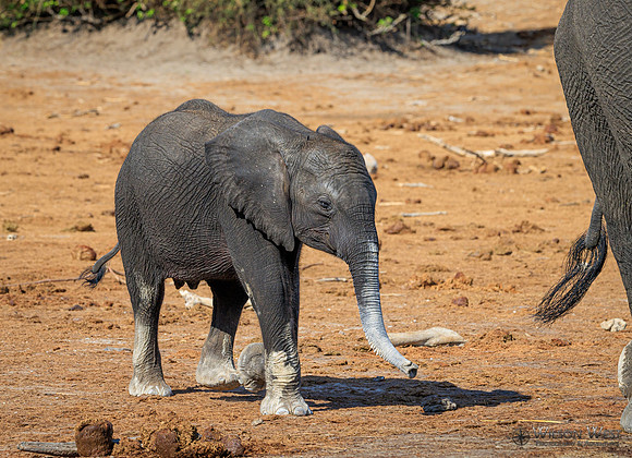 Elephant