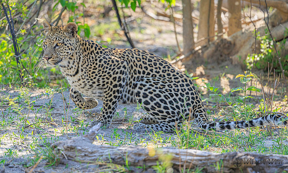 Leopard