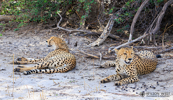 Cheetah