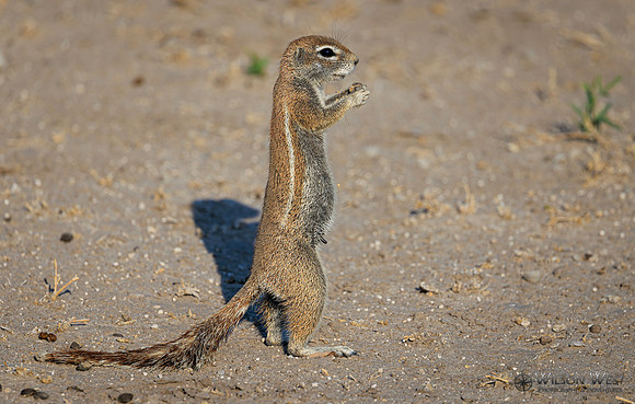 Ground Squirrel