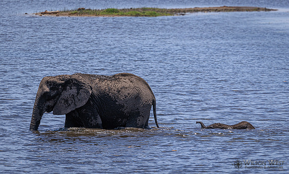 Elephant