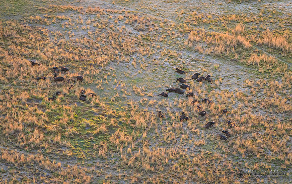 Okavango Delta Helicopter, Cape Buffalo
