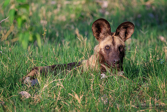 African Wild Dog