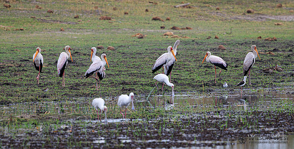 African Spoonbill, Yellow-billed Stork