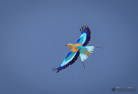 Lilac-breasted Roller