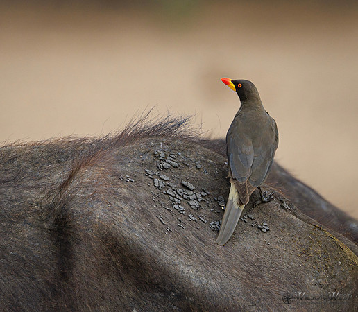 Red-billed Oxpecker, Cape Buffalo