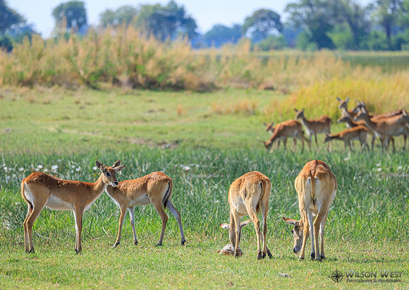 Red Lechwe