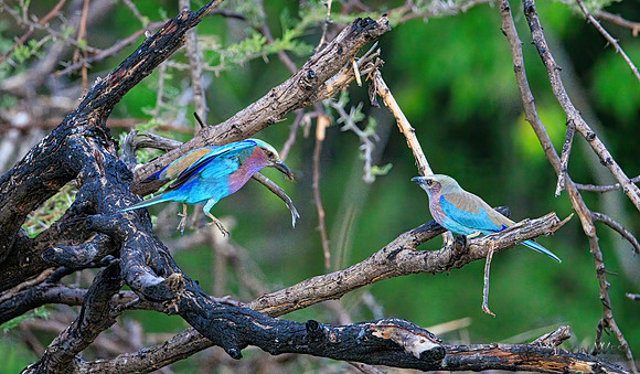 Lilac-breasted Roller