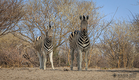 Burchell's Zebra