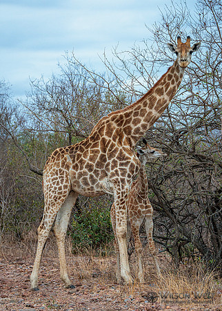 Giraffe