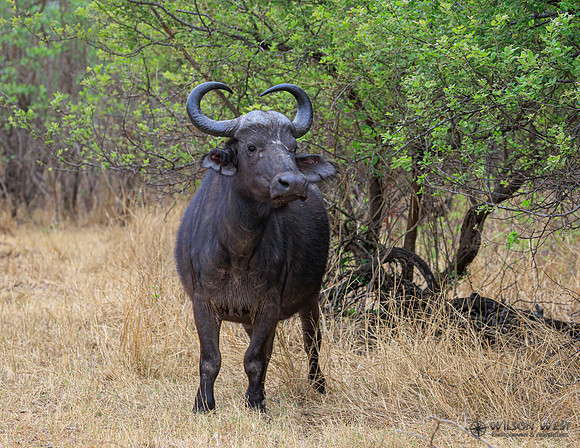 Cape Buffalo