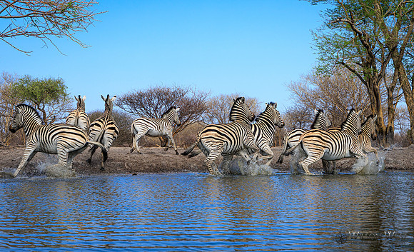 Burchell's Zebra