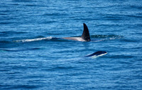 07 Orcas