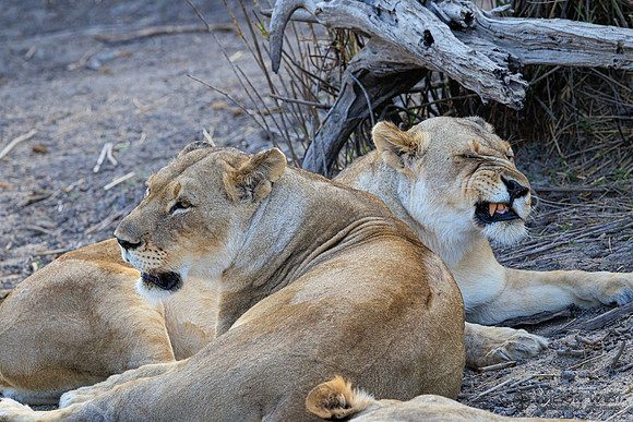 Lion