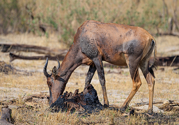 Tsessebe