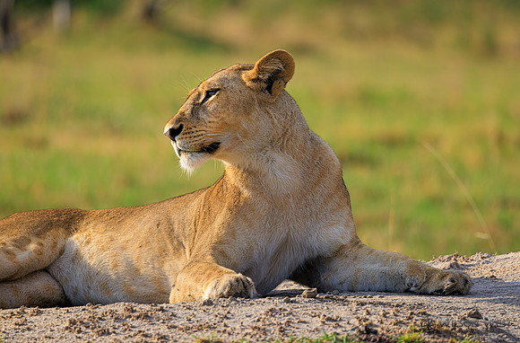 Lion