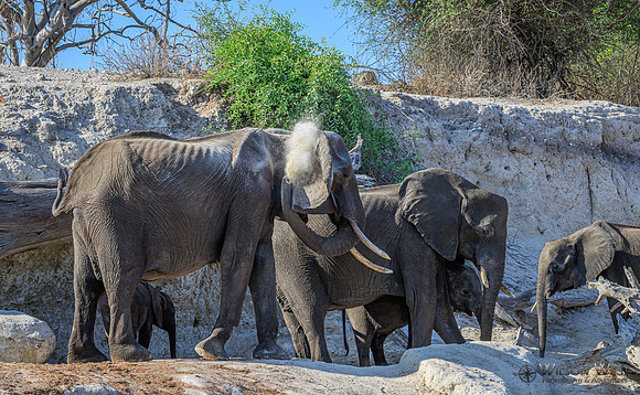 Elephant