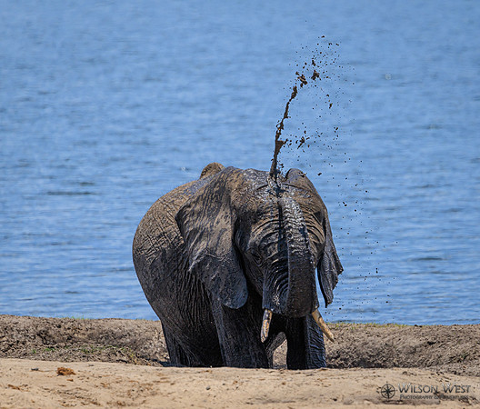 Elephant