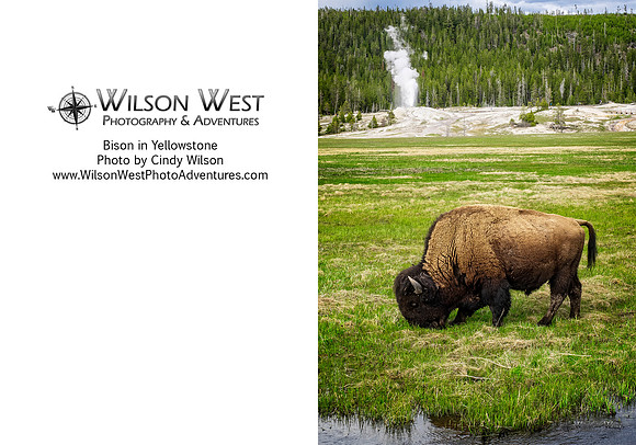 Mammals - Bison - 1