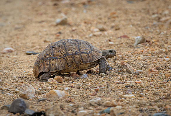 Leopard Tortoise