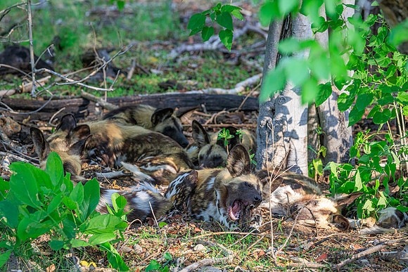 African Wild Dog
