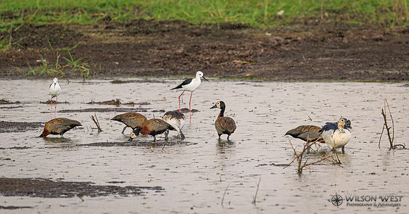 Black-winged Stilt, White-faced Whistling Duck