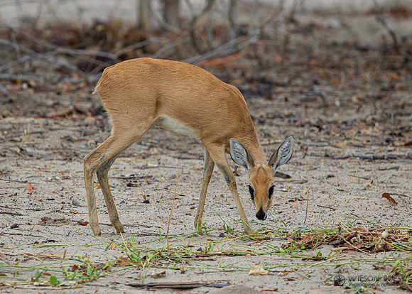 Steenbok