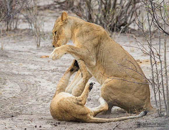 Lion