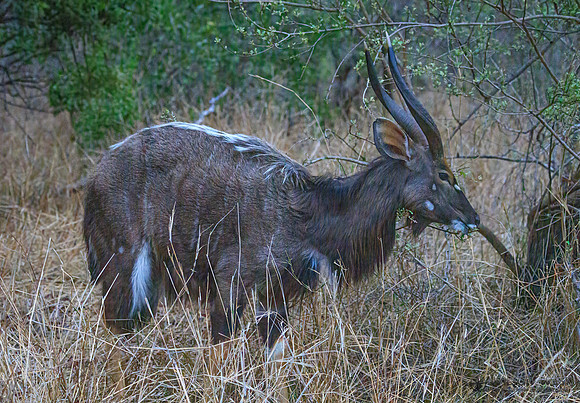 Nyala